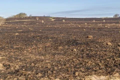 Bruned Grassland Stock Photos
