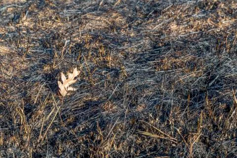 Bruned Grassland 스톡 사진