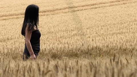 The brunette walks the wheat field Stock Footage 92378321