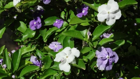 Brunfelsia 02 Stock Footage 273123125