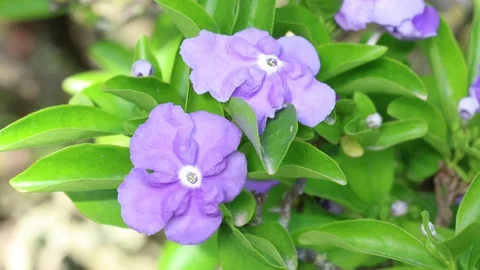 Brunfelsia Stock Footage 273123123