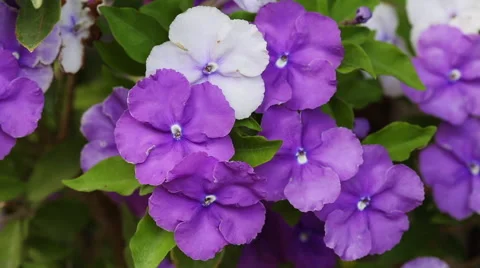 Brunfelsia pauciflora Stock Footage 63833331