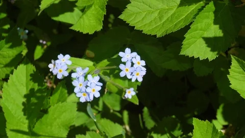 Brunner spring flower or forget-me-in garden Stock Footage 90245099