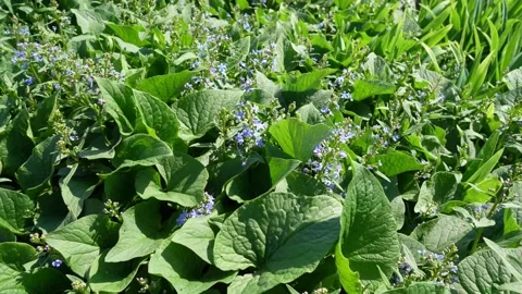 Brunnera blue flowers Stock Footage 192869909