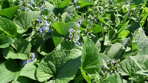 Brunnera in the garden Stock Footage 193536415
