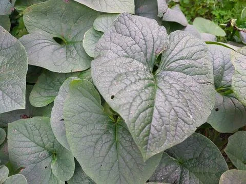 Brunnera Large Leaf Thriving in a Lush Garden During Late Spring Stock Photos
