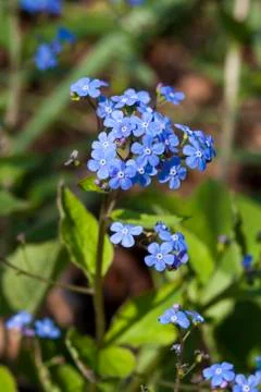 Brunnera macrophylla Stock Photos