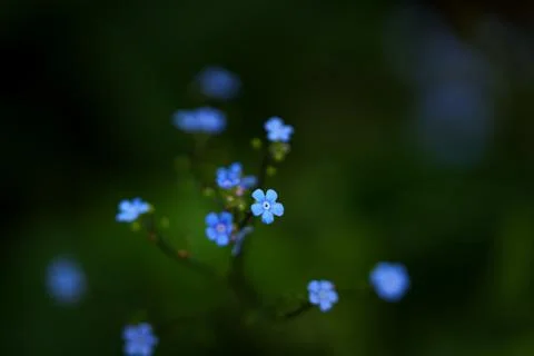Brunnera macrophylla Stock Photos