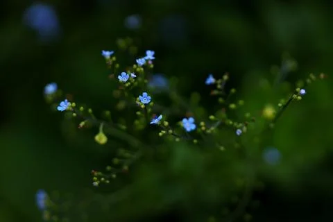 Brunnera macrophylla Stock Photos