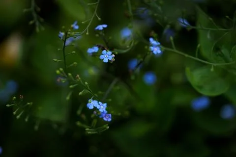 Brunnera macrophylla Stock Photos