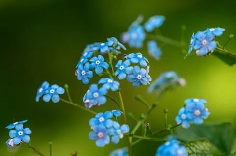Brunnera macrophylla Silver Spear Stock Photos