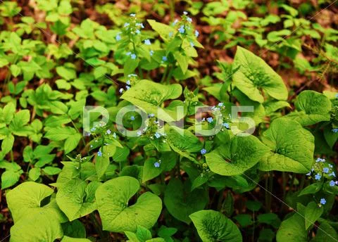 Brunnera. Stock Photos