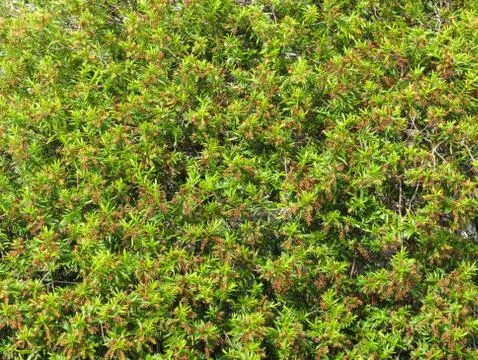 Brush background Stock Photos