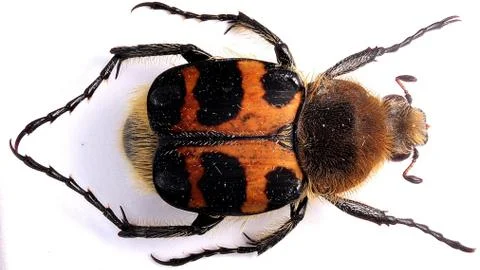 Brush Beetle Stock Photos