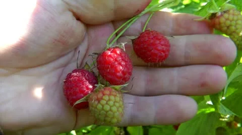 Brush of berries of a raspberry, three adults and two children Stock-Footage 10687873