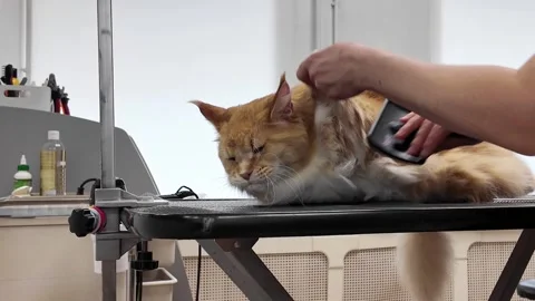 Brush the big ginger cat Maine. The cat is lying on the groomer's table Stock Footage 270399455