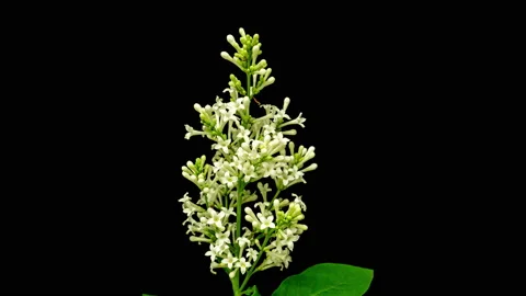Brush of blooming white lilac on a black background, time lapse, 4 k video Stock Footage 155243238