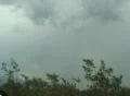 Brush blowing in the wind 影片