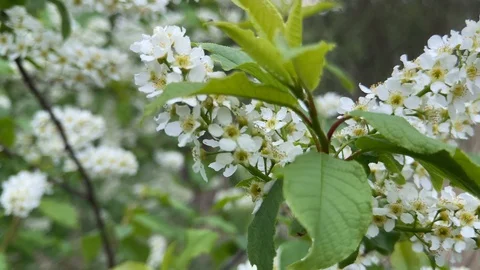 Brush cherry flowers in spring time Stock Footage 130042852