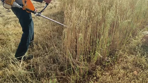Brush cutter machine Stock Footage 164576328