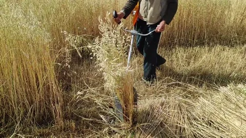 Brush cutter machine Stock Footage 165090059