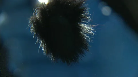 Brush dusting for fingerprints Stock Footage 11254320