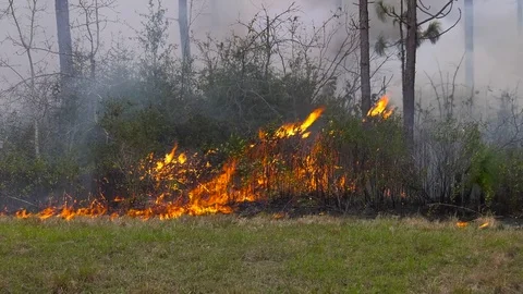 Brush fire along a treeline 스톡 동영상 73485413