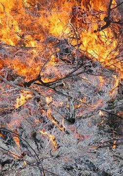Brush fire coals Stock Photos