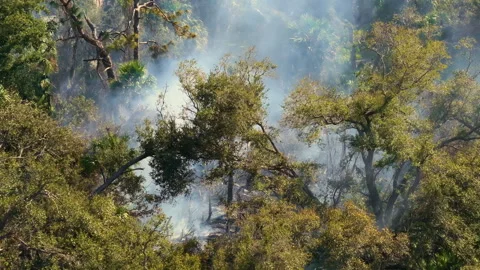 Brush fire in Florida forest during dry season, creating thick smoke plumes and Stock Footage 325404088