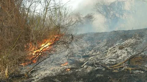 Brush Fire On The Roadside Stock Footage