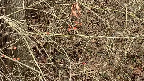 Brush Video stock 259564795