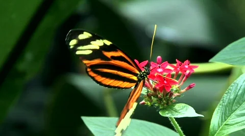 Brush footed butterfly   스톡 동영상 779147