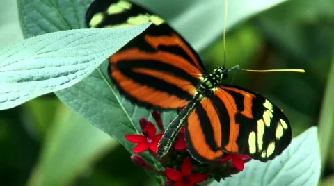 Brush footed butterfly Stock Footage 779149