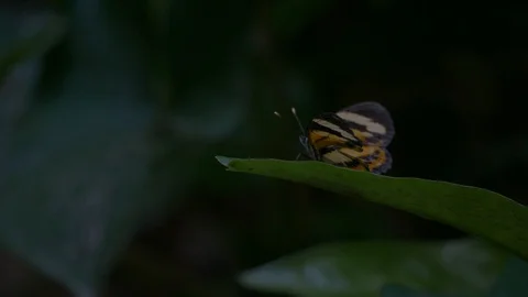 Brush footed butterfly on leaf flies away unedited 4k UHD Stock Footage