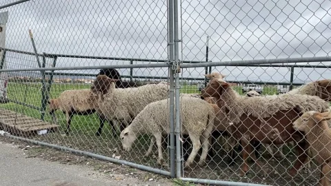 Brush Goats in a pen Stock-Footage 236932706