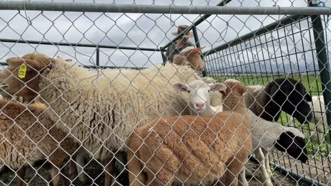 Brush Goats in a pen Stock Footage 236932718