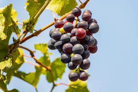 	Brush of the grapes Stock Photos