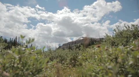 Brush With Mountain (TimeLapse) Video stock 9061337