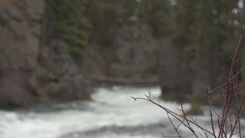 Brush Next to a Flowing River Stock Footage 88828213