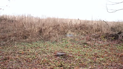 Brush in open field Stock-Footage 325196348