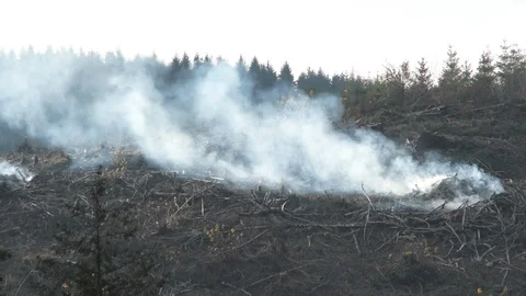 Brush Pile Burning In Clear Cut Stock Footage 99696948
