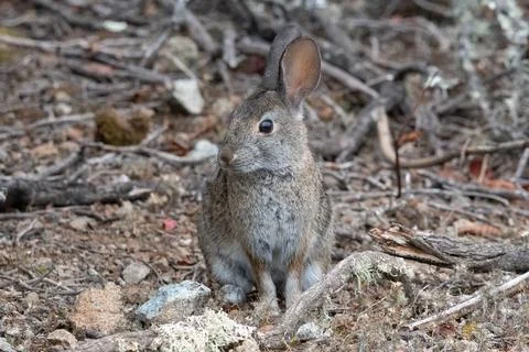 Brush Rabbit Fotos de archivo