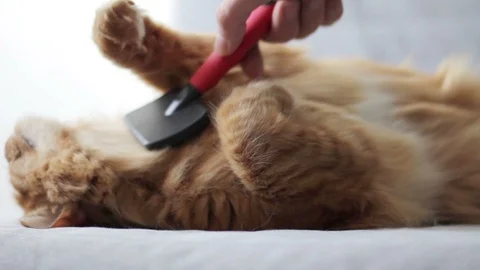 Brush Red Cat Comb 스톡 동영상 96240405