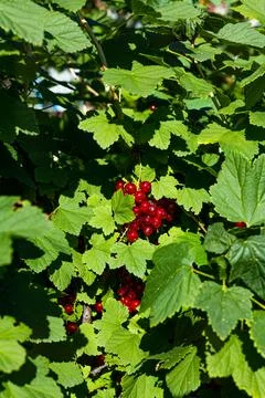 A brush of red currant berries and green leaves. Stock Photos