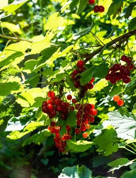 A brush of red currant berries and green leaves. Stock Photos