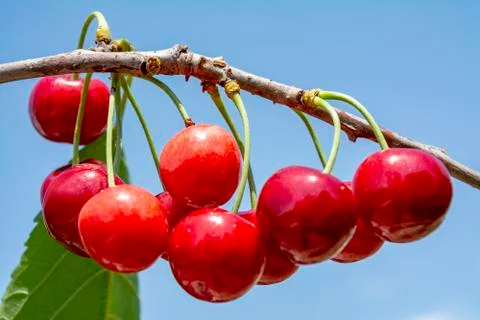 A brush of red sweet cherry on a tree in the garden against the blue sky Stock Photos