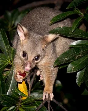 Brush-tail possum Stock Photos