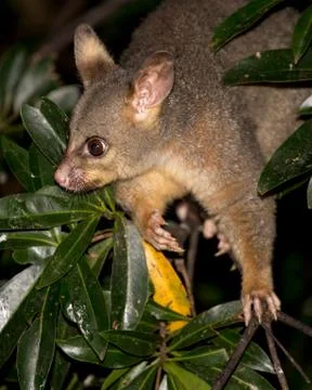 Brush-tail possum 写真素材