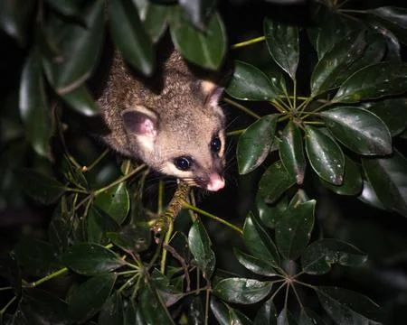 Brush-tail possum Stock Photos