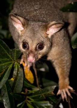 Brush-tail possum Stock Photos